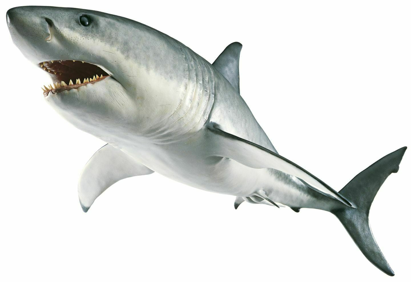 140mm long Great White Shark Sticker Self Adhesive Vinyl Jaws