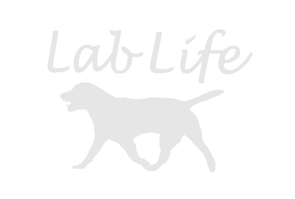 High-quality  Pet Lab Life Sticker Labrador Retriever Car Window Animal prints dog Golden Retriever Vinyl Decal Truck Bumper motorcycles