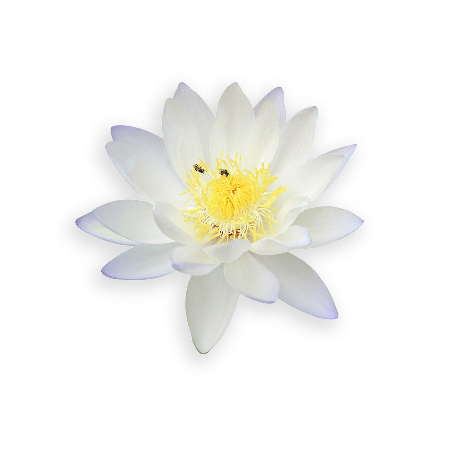 White Lotus flower Sticker real full color cup car window laptop wall door decal