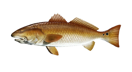 Redfish 7" Red Fish Sticker Fishing Boat Kayak Laptop Car Window Bumper Decal