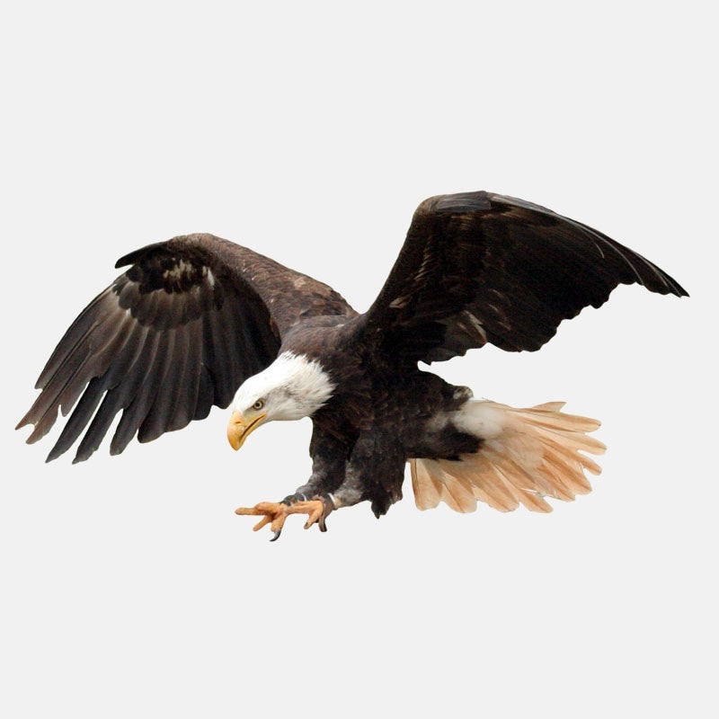 17.7CM*9.2CM  Flying Fierce Eagle PVC High Quality Car Sticker