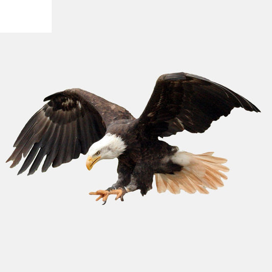 17.7CM*9.2CM  Flying Fierce Eagle PVC High Quality Car Sticker