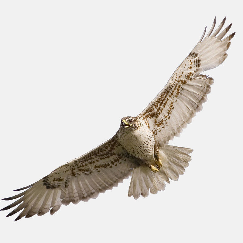 16.6CM*6.4CM High Quality Animals Birds Eagle PVC  Car Sticker 11-01200