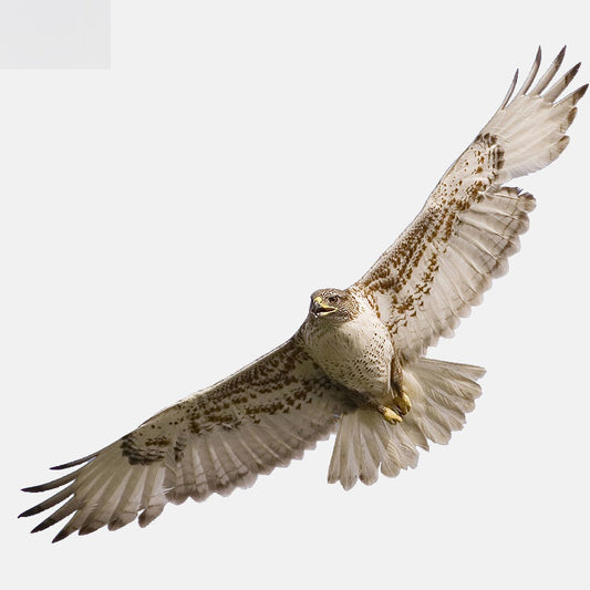 16.6CM*6.4CM High Quality Animals Birds Eagle PVC  Car Sticker 11-01200