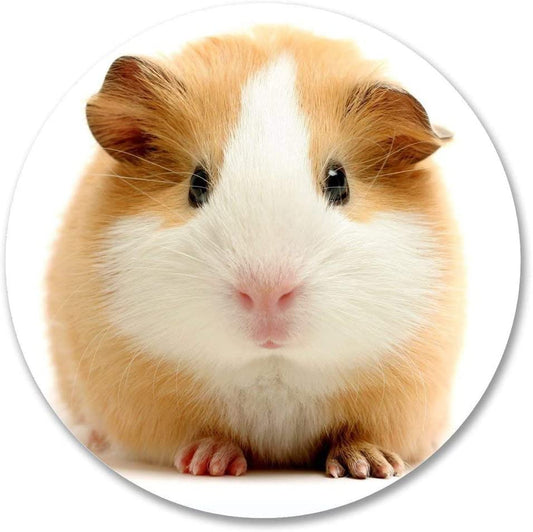 Guinea Pig Car Sticker And Decal for Windows, Cars, SUV, Trucks